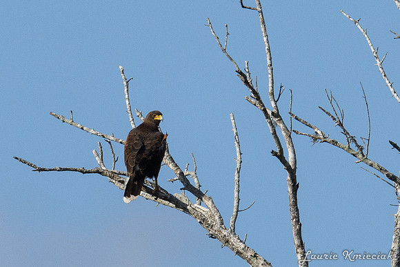 Santa Ana NWF-LAK_2299