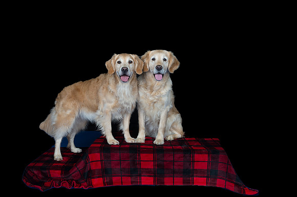 Group-Spirits Goldens-155