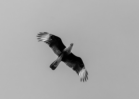 Hawk Watch_MAK1346-Enhanced-NR
