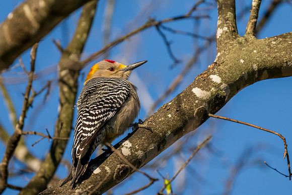RGV birds-_MAK5508