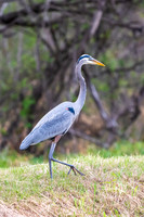 RGV birds-_MAK5572