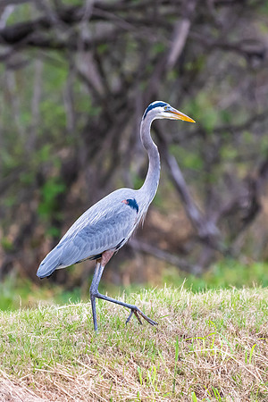 RGV birds-_MAK5572