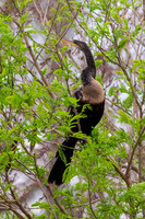 RGV birds-_MAK5553