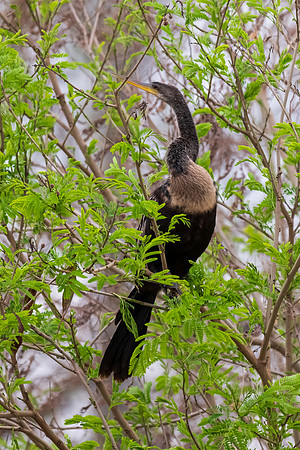 RGV birds-_MAK5553