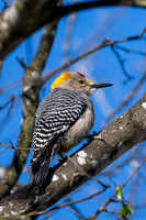 RGV birds-_MAK5512