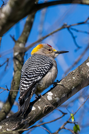 RGV birds-_MAK5512