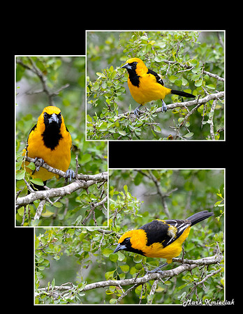 oriole print-2