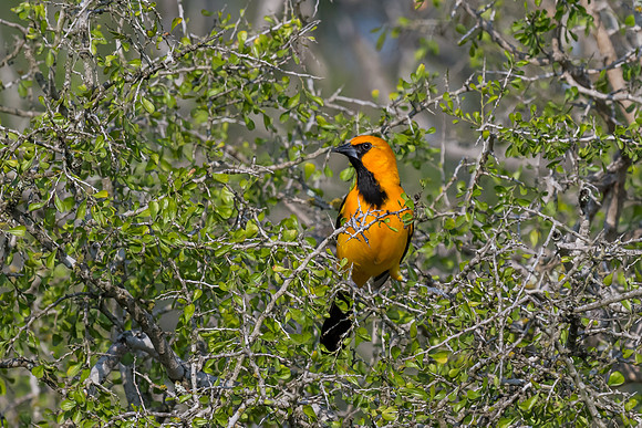 Bentsen-Rio Grande Valley State Park-_MAK5670