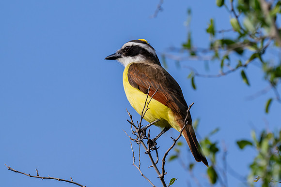 Bentsen-Rio Grande Valley State Park-_MAK5650