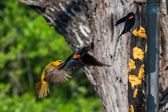 Bentsen-Rio Grande Valley State Park-_MAK5762