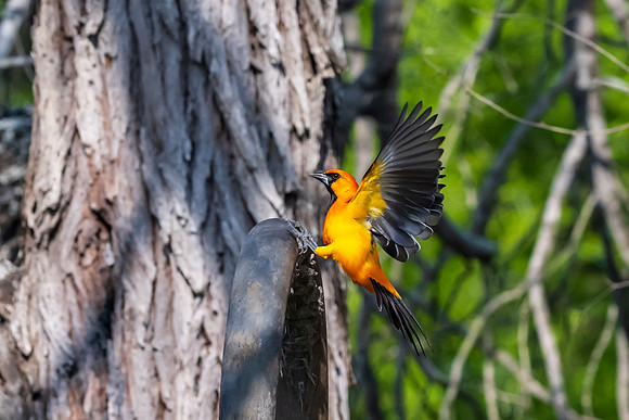 Bentsen-Rio Grande Valley State Park-_MAK5794