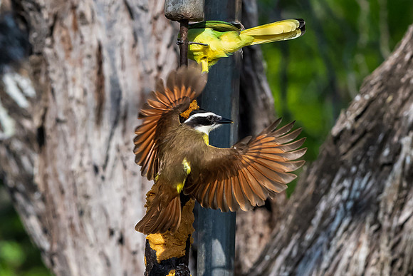 Bentsen-Rio Grande Valley State Park-_MAK5859