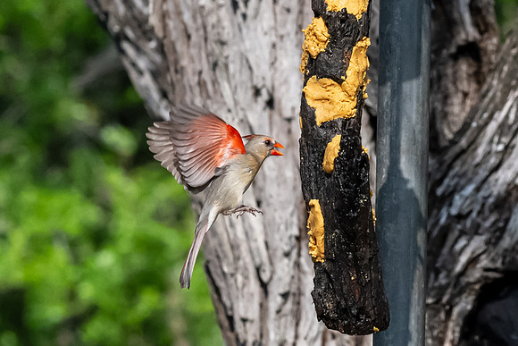 Bentsen-Rio Grande Valley State Park-_MAK5938