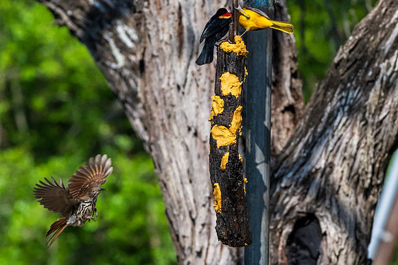 Bentsen-Rio Grande Valley State Park-_MAK5835