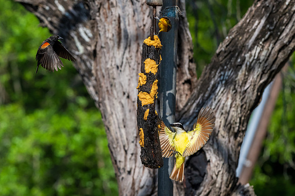 Bentsen-Rio Grande Valley State Park-_MAK5831