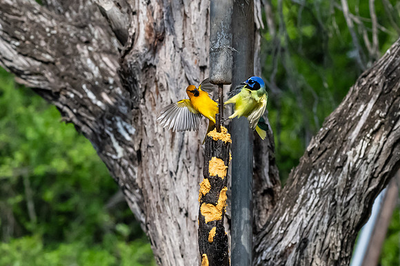 Bentsen-Rio Grande Valley State Park-_MAK5974