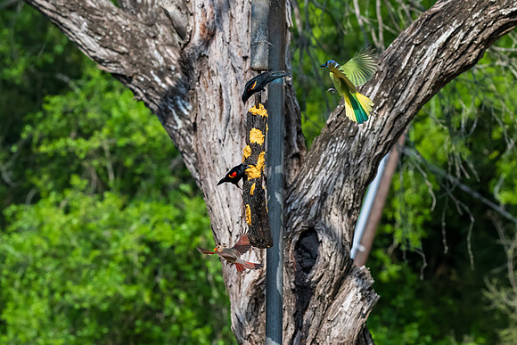 Bentsen-Rio Grande Valley State Park-_MAK5958