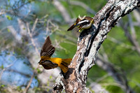 Bentsen-Rio Grande Valley State Park-_MAK6092