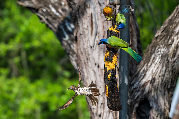 Bentsen-Rio Grande Valley State Park-_MAK6024