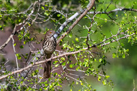 Bentsen-Rio Grande Valley State Park-_MAK6097