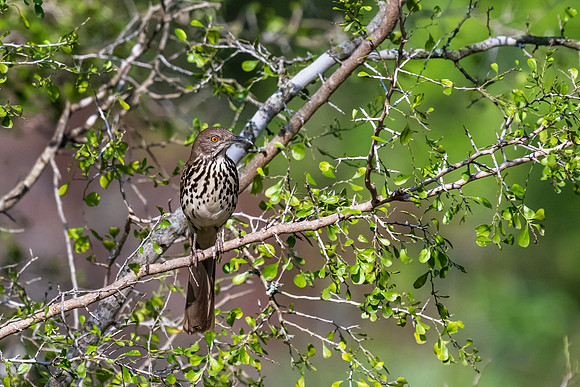 Bentsen-Rio Grande Valley State Park-_MAK6097