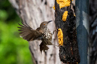 Bentsen-Rio Grande Valley State Park-_MAK6017