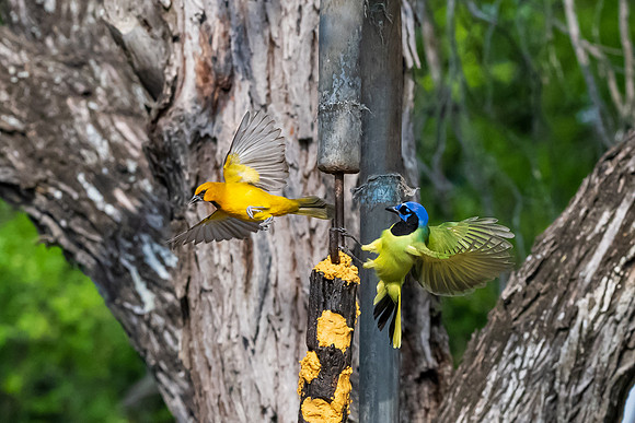 Bentsen-Rio Grande Valley State Park-_MAK5975