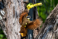 Bentsen-Rio Grande Valley State Park-_MAK5859
