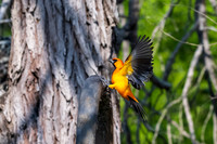 Bentsen-Rio Grande Valley State Park-_MAK5794