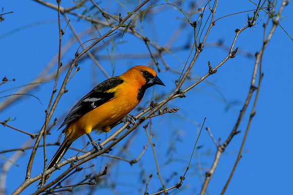 Bentsen-Rio Grande Valley State Park-_MAK5603