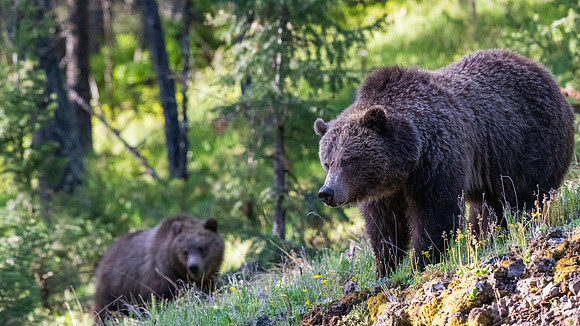 Yellowstone _MAK4322