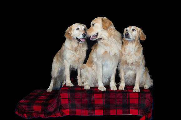 Group-Spirits Goldens-161