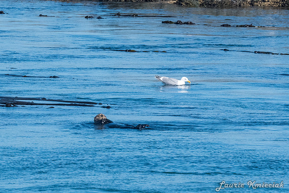 Nwhidby-LAK_4002