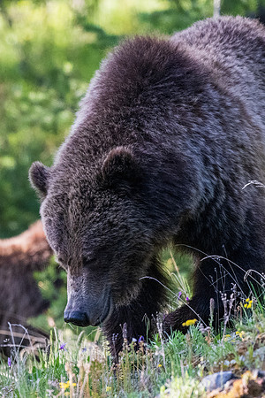 Yellowstone _MAK4303