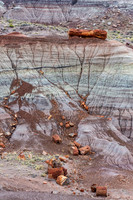 Petrified Forest-MAK_6227