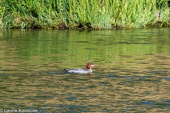Ennis MT-LAK_9643
