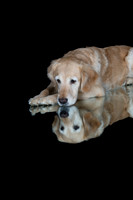 Barley-Spirits Goldens-259