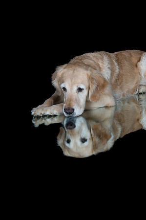 Barley-Spirits Goldens-259
