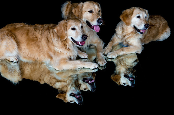 Goose-Spirits Goldens-350