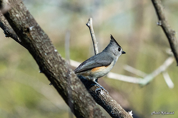 Santa-Ana-wildlife-MAK_2405