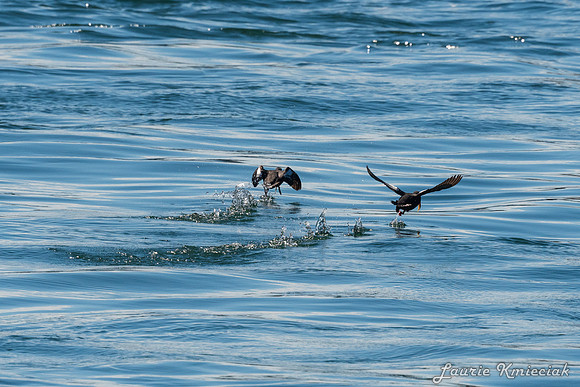 Nwhidby-LAK_4058