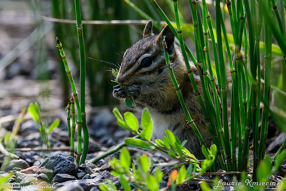 colorado-LAK_1759