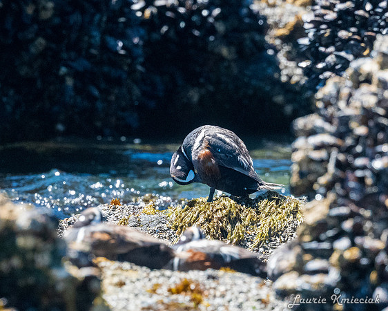 Cannon-Beach-LAK_1507