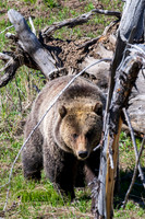 Yellowstone _MAK5239-Enhanced-NR