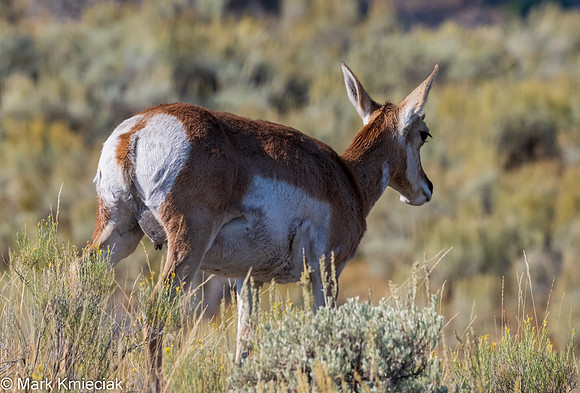 Yellowstone NP-_MAK1884
