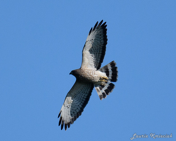 hawktower-32924-LAK_5340