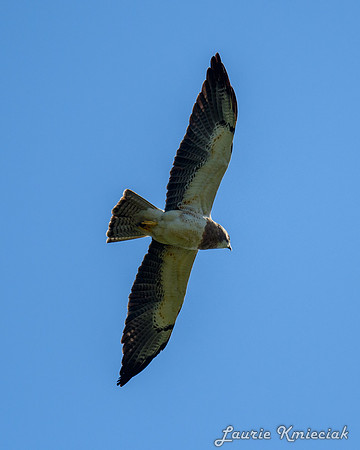 hawktower-32924-LAK_5364