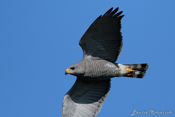 hawktower-32924-LAK_5339