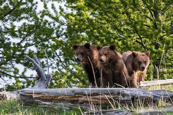 Yellowstone _MAK3870
