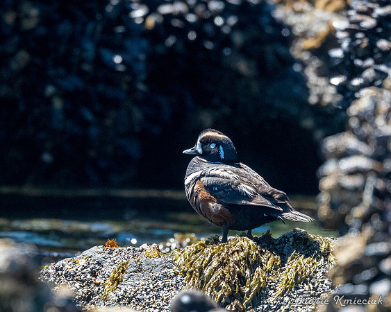 Cannon-Beach-LAK_1525